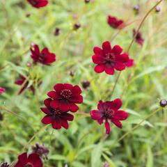 Krásenka zpeřená 'Chocolate' - Cosmos atrosanguineus 'Chocolate'