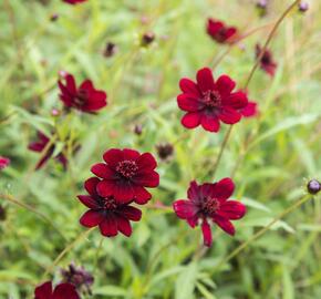 Krásenka zpeřená 'Chocolate' - Cosmos atrosanguineus 'Chocolate'