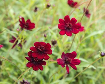 Krásenka zpeřená 'Chocolate'