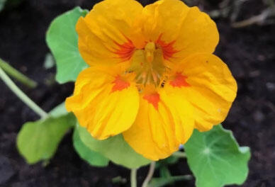 Lichořeřišnice 'Ladybird' - Tropaeolum majus 'Ladybird'