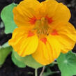 Lichořeřišnice 'Ladybird' - Tropaeolum majus 'Ladybird'