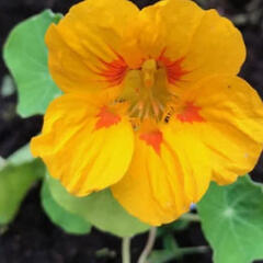 Lichořeřišnice 'Ladybird' - Tropaeolum majus 'Ladybird'