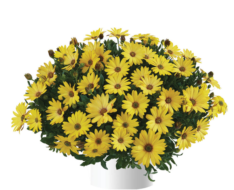 Dvoutvárka 'Osticade Yellow' - Osteospermum ecklonis 'Osticade Yellow'