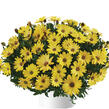 Dvoutvárka 'Osticade Yellow' - Osteospermum ecklonis 'Osticade Yellow'