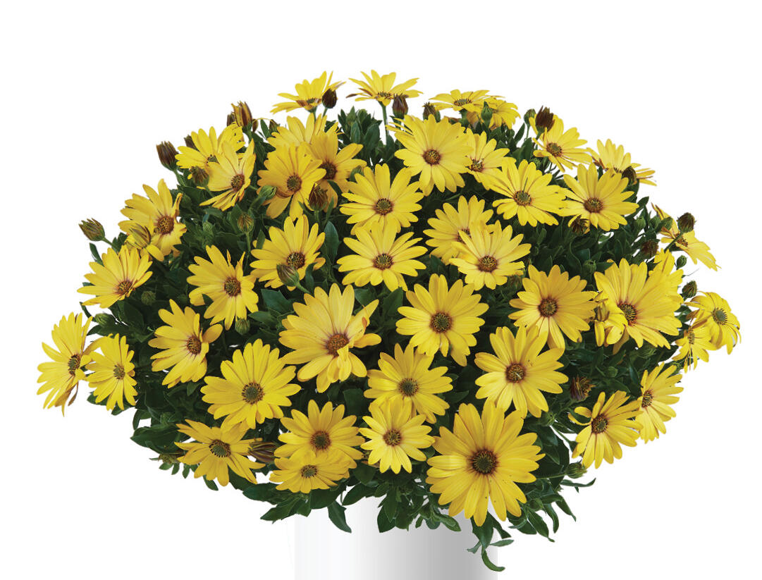 Dvoutvárka 'Osticade Yellow' - Osteospermum ecklonis 'Osticade Yellow'