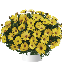Dvoutvárka 'Osticade Yellow' - Osteospermum ecklonis 'Osticade Yellow'