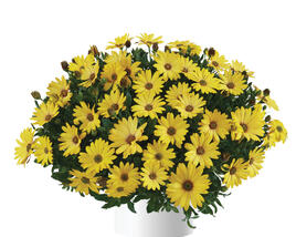 Dvoutvárka 'Osticade Yellow'