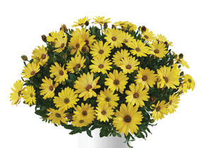 Dvoutvárka 'Osticade Yellow' - Osteospermum ecklonis 'Osticade Yellow'