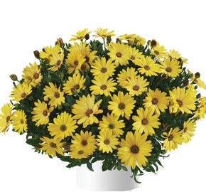 Dvoutvárka 'Osticade Yellow'