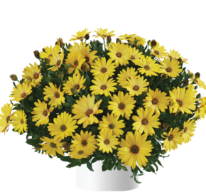 Dvoutvárka 'Osticade Yellow' - Osteospermum ecklonis 'Osticade Yellow'