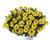 Dvoutvárka 'Osticade Yellow'