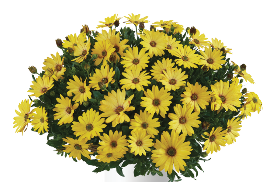 Dvoutvárka 'Osticade Yellow' - Osteospermum ecklonis 'Osticade Yellow'