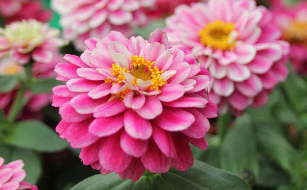 Ostálka hybrida 'Zahara Double Raspberry Ripple' - Zinnia hybrida 'Zahara Double Raspberry Ripple'