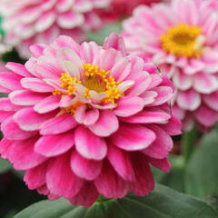 Ostálka hybrida 'Zahara Double Raspberry Ripple' - Zinnia hybrida 'Zahara Double Raspberry Ripple'