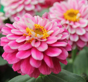 Ostálka hybrida 'Zahara Double Raspberry Ripple' - Zinnia hybrida 'Zahara Double Raspberry Ripple'