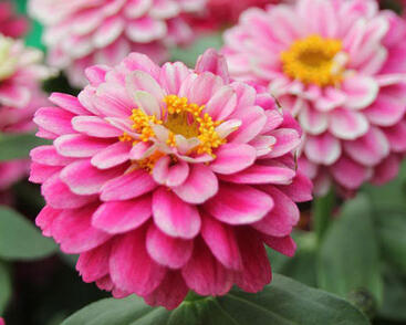 Ostálka hybrida 'Zahara Double Raspberry Ripple'