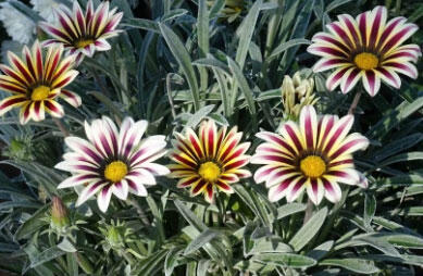 Gazánie zařivá 'Siesta White Flame' - Gazania rigens 'Siesta White Flame'