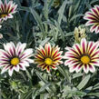Gazánie zařivá 'Siesta White Flame' - Gazania rigens 'Siesta White Flame'