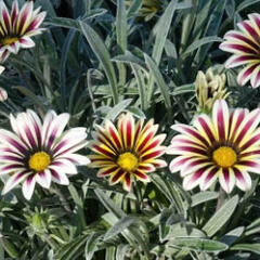 Gazánie zařivá 'Siesta White Flame' - Gazania rigens 'Siesta White Flame'