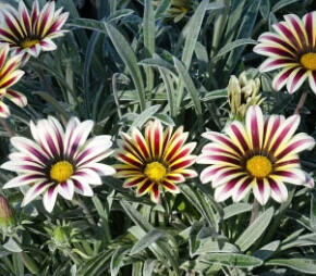 Gazánie zařivá 'Siesta White Flame' - Gazania rigens 'Siesta White Flame'