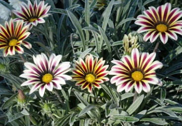 Gazánie zařivá 'Siesta White Flame'