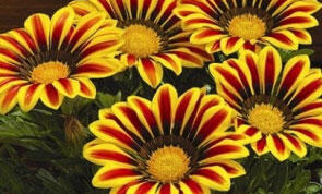 Gazánie zařivá 'Siesta Yellow Flame'
