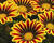Gazánie zařivá 'Siesta Yellow Flame'