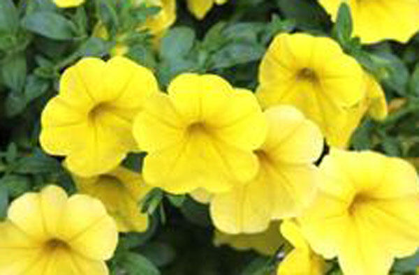 Minipetúnie, Million Bells 'Aloha Kona Yellow' - Calibrachoa 'Aloha Kona Yellow'