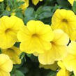 Minipetúnie, Million Bells 'Aloha Kona Yellow' - Calibrachoa 'Aloha Kona Yellow'