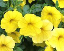 Minipetúnie, Million Bells 'Aloha Kona Yellow'