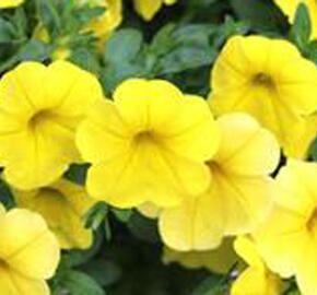 Minipetunie, Million Bells 'Aloha Kona Yellow' - Calibrachoa 'Aloha Kona Yellow'