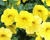 Minipetúnie, Million Bells 'Aloha Kona Yellow'