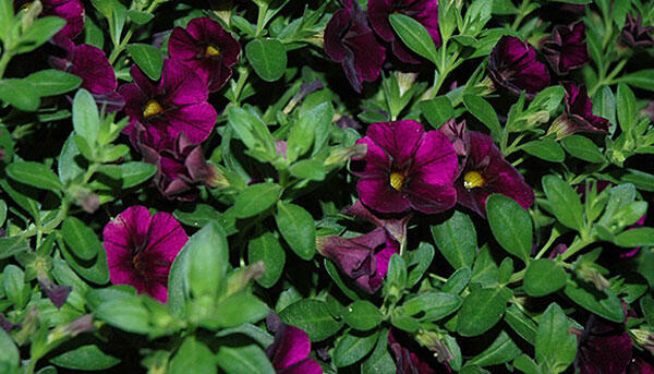 Minipetúnie, Million Bells 'Aloha Kona Midnight Purple' - Calibrachoa 'Aloha Kona Midnight Purple'