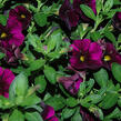 Minipetúnie, Million Bells 'Aloha Kona Midnight Purple' - Calibrachoa 'Aloha Kona Midnight Purple'