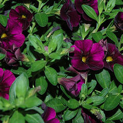 Minipetúnie, Million Bells 'Aloha Kona Midnight Purple' - Calibrachoa 'Aloha Kona Midnight Purple'