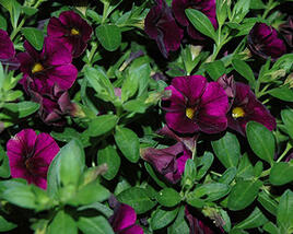 Minipetúnie, Million Bells 'Aloha Kona Midnight Purple'