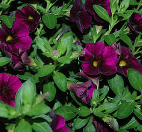 Minipetúnie, Million Bells 'Aloha Kona Midnight Purple' - Calibrachoa 'Aloha Kona Midnight Purple'