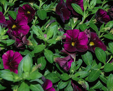 Minipetúnie, Million Bells 'Aloha Kona Midnight Purple'
