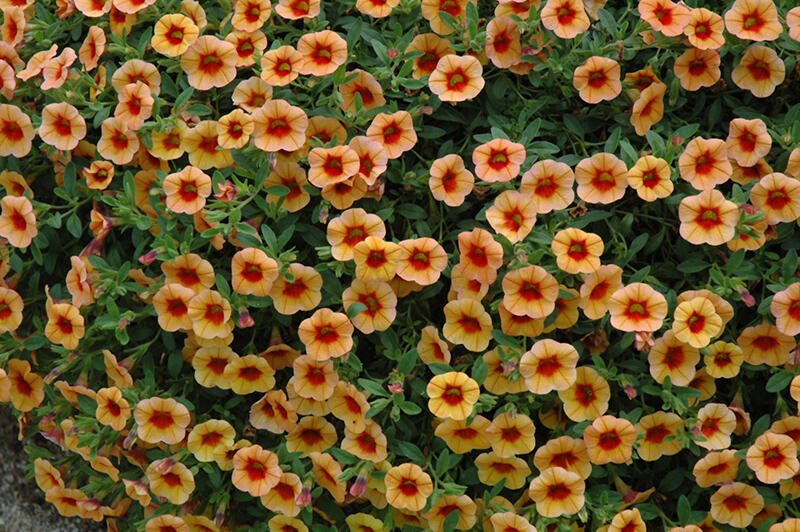 Minipetúnie, Million Bells 'Calita Compact Apricot Red Eye' - Calibrachoa hybrida 'Calita Compact Apricot Red Eye'