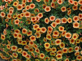 Minipetúnie, Million Bells 'Calita Compact Apricot Red Eye' - Calibrachoa hybrida 'Calita Compact Apricot Red Eye'