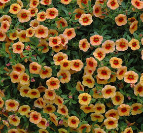 Minipetúnie, Million Bells 'Calita Compact Apricot Red Eye' - Calibrachoa hybrida 'Calita Compact Apricot Red Eye'