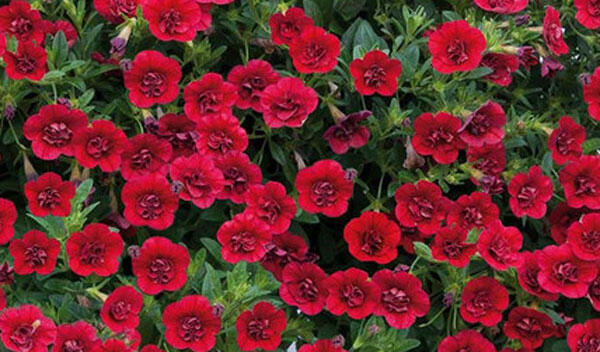 Minipetúnie, Million Bells 'Calita Compact Red' - Calibrachoa hybrida 'Calita Compact Red'