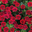 Minipetúnie, Million Bells 'Calita Compact Red' - Calibrachoa hybrida 'Calita Compact Red'