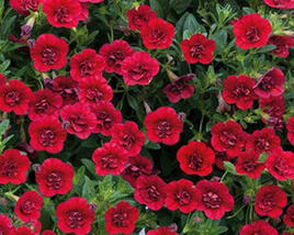 Minipetúnie, Million Bells 'Calita Compact Red'