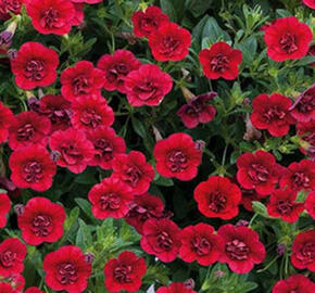 Minipetúnie, Million Bells 'Calita Compact Red' - Calibrachoa hybrida 'Calita Compact Red'