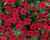 Minipetúnie, Million Bells 'Calita Compact Red'