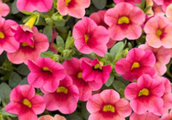 Minipetúnie, Million Bells 'Calita Compact Strawberry Eye' - Calibrachoa hybrida 'Calita Compact Strawberry Eye'