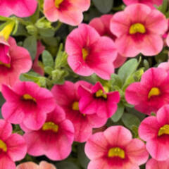 Minipetúnie, Million Bells 'Calita Compact Strawberry Eye' - Calibrachoa hybrida 'Calita Compact Strawberry Eye'