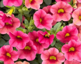 Minipetúnie, Million Bells 'Calita Compact Strawberry Eye'