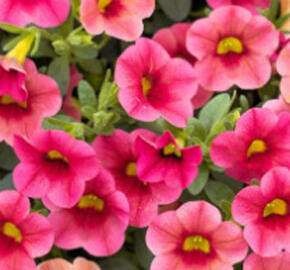 Minipetúnie, Million Bells 'Calita Compact Strawberry Eye' - Calibrachoa hybrida 'Calita Compact Strawberry Eye'